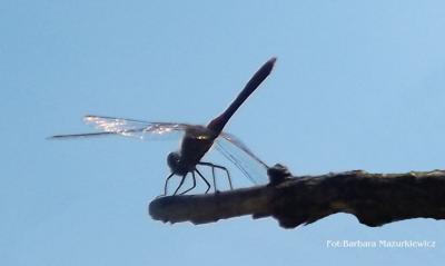 dscf3034.jpg