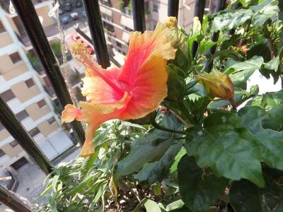 dscf5129.jpg