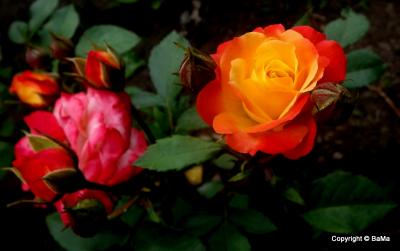 1-dscf8498.jpg