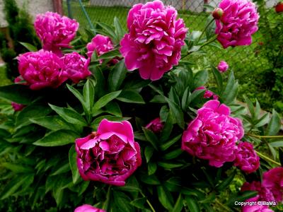 1-dscf8511.jpg
