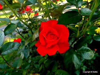 1-dscf8563.jpg