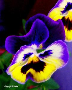 100_4781m.jpg