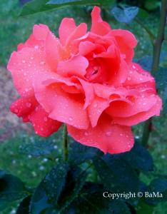100_4790.jpg