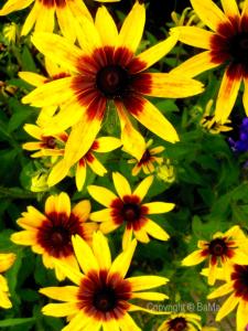 100_5179.jpg