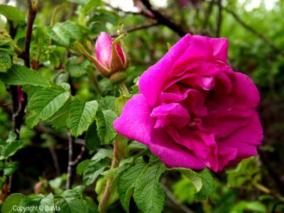 dscf4571.jpg