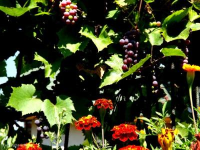 dscf5815.jpg