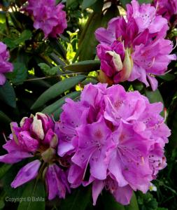 dscf8151.jpg